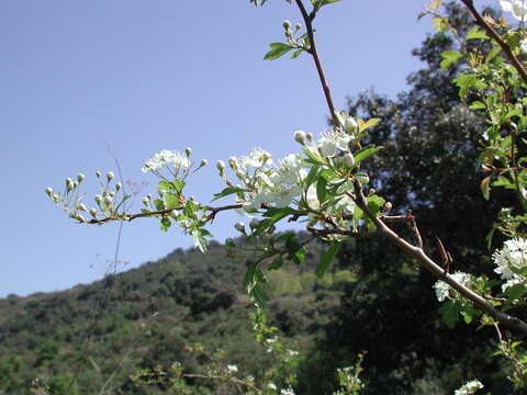 Image of Common Hawthorn