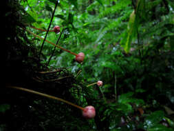 Image of Saurauia cauliflora Noronha ex DC.