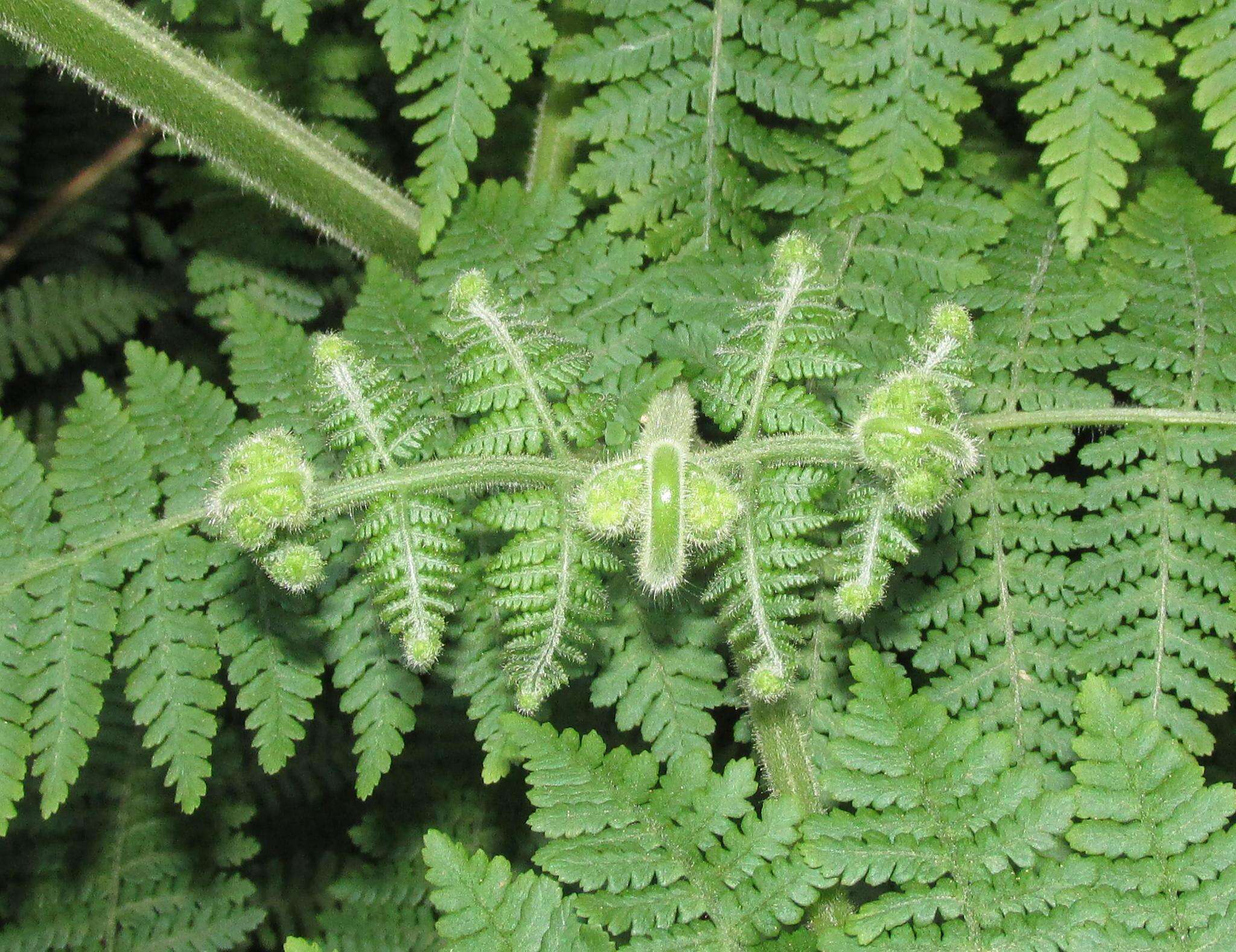 Image of Hypolepis rugosula subsp. villoso-viscida (Thouars) Schwartsb. & J. Prado