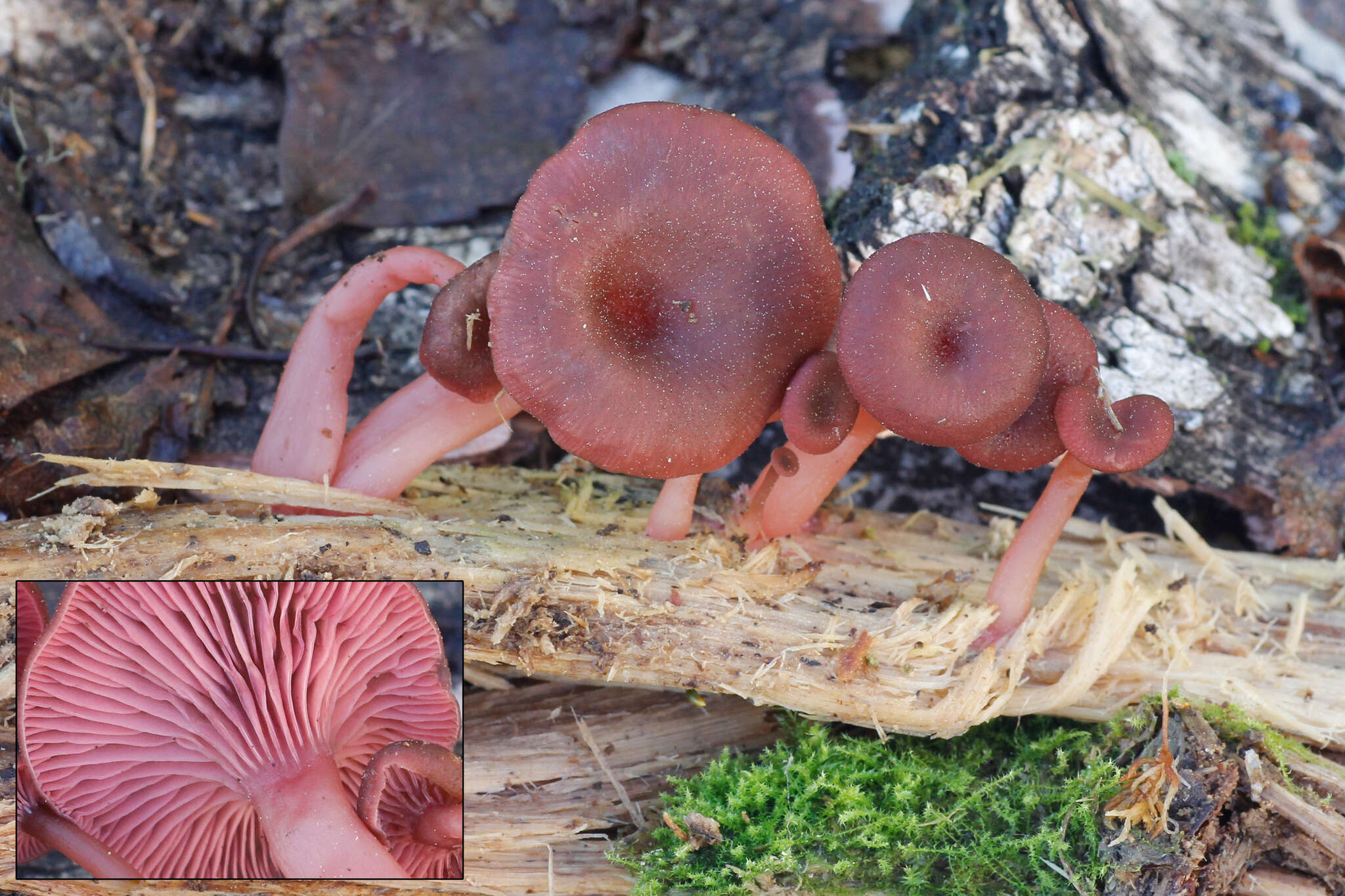 Image of Arrhenia discorosea (Pilát) Zvyagina, A. V. Alexandrova & Bulyonkova 2015