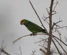 Image of Yellow-fronted Parrot