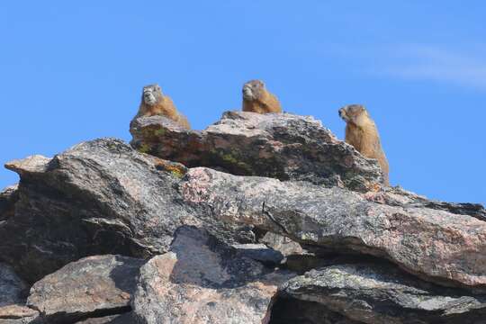 Image of Marmota subgen. Petromarmota Steppan et al. 1999