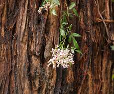 Imagem de Pandorea pandorana (Andr.) Steenis