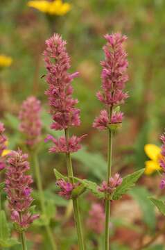 Image of Trans-Pecos giant hyssop