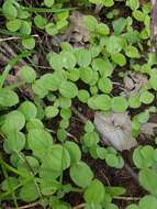 Image of Broadlipped twayblade