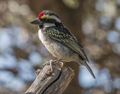 Tricholaema leucomelas centralis (Roberts 1932) resmi