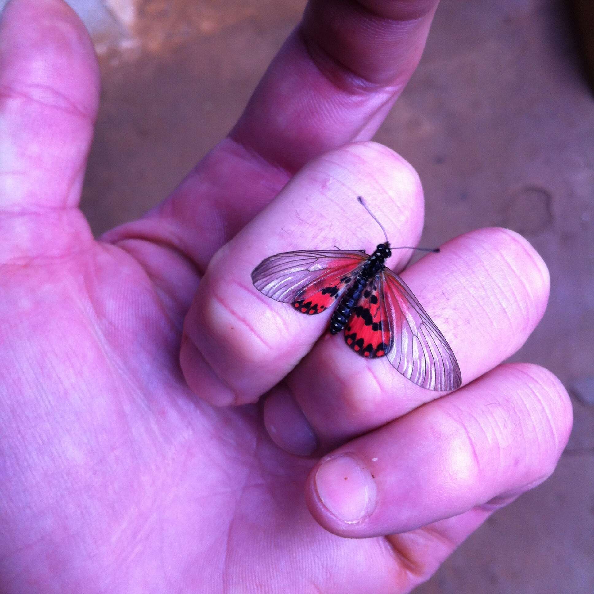 Acraea ranavalona Boisduval 1833的圖片