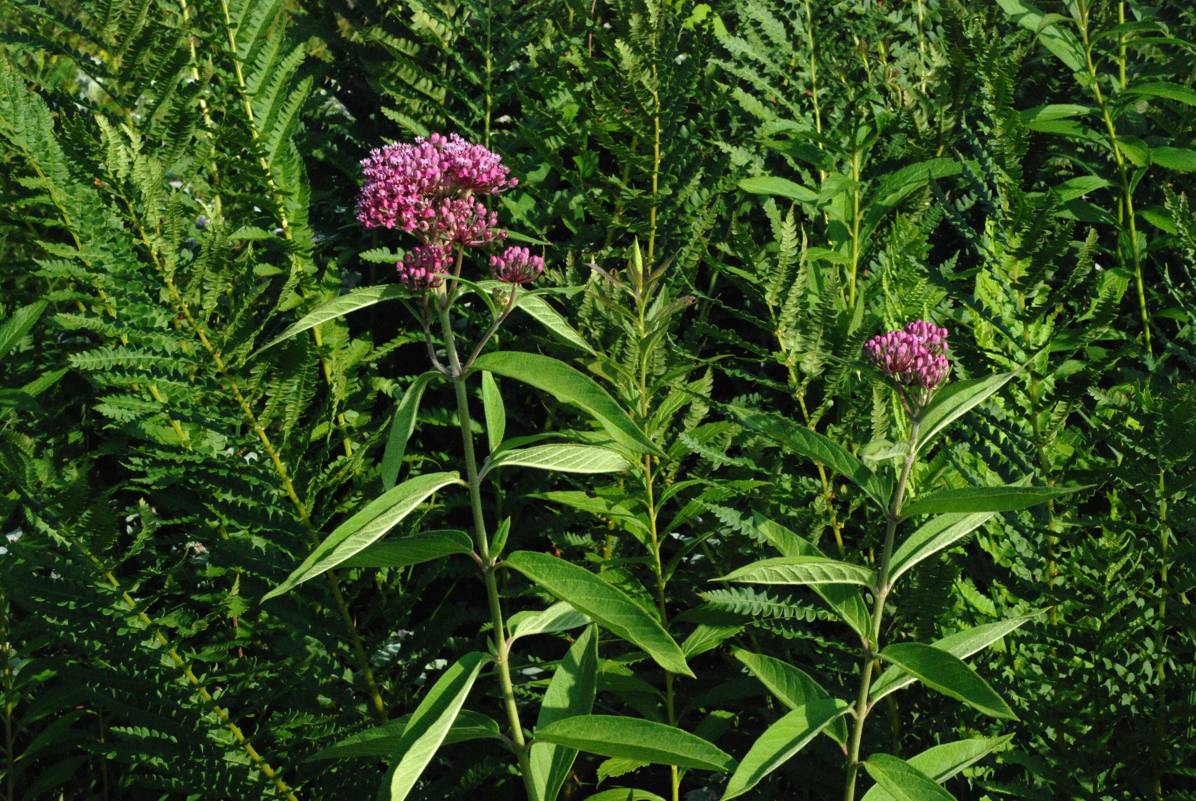 Image of swamp milkweed