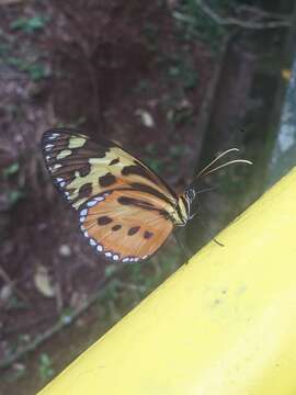 Imagem de Tithorea harmonia pseudethra Butler 1873