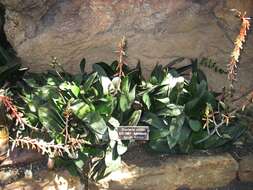 Image of Gasteria nitida var. armstrongii (Schönland) van Jaarsv.