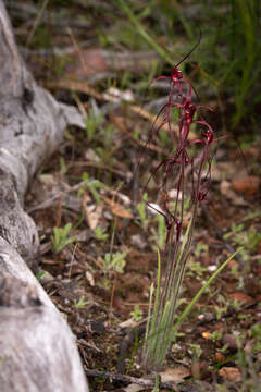 Image of Patricia's spider orchid