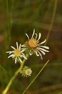 Image of Prickly Grass-Leaf-Aster