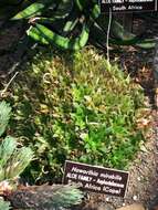 Image of Haworthia mirabilis (Haw.) Haw.