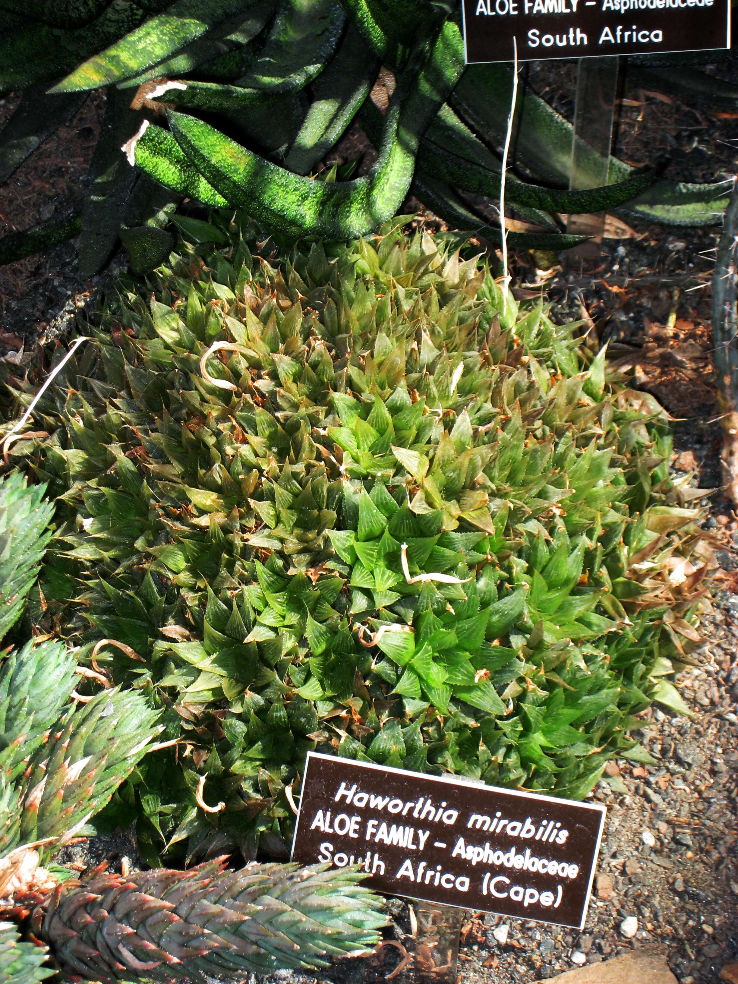 Image of Haworthia mirabilis (Haw.) Haw.