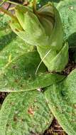 Image of Pterostylis arenicola M. A. Clem. & J. Stewart