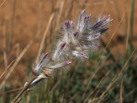 <i>Ptilotus semilanatus</i>的圖片