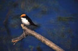 Image of Wire-tailed Swallow