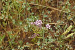 Image of denseflower Indian paintbrush