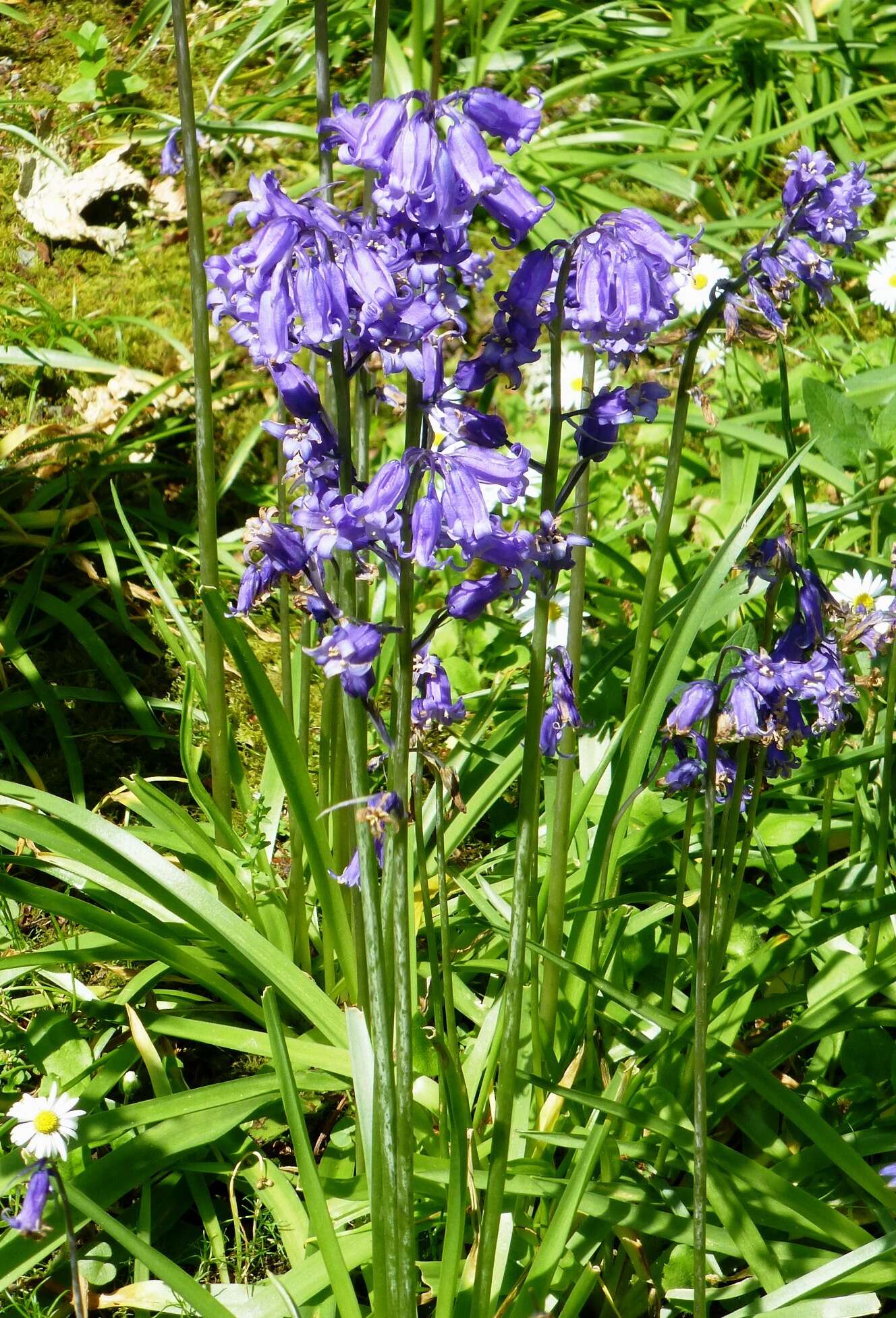 Image of Common Bluebell