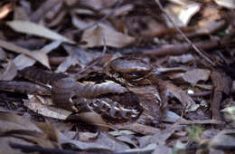 Image of Large-tailed Nightjar