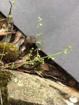 Sivun Galium gaudichaudii DC. kuva