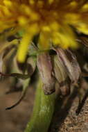 Image of Taraxacum piceatum Dahlst.