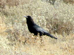 Image of Corvus capensis kordofanensis Laubmann 1919