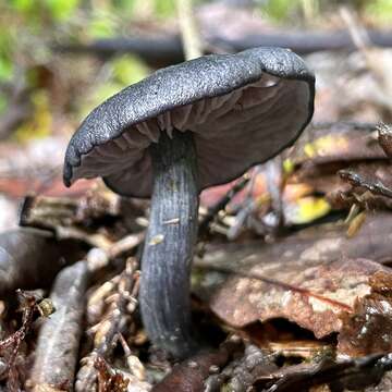 Image of Entocybe haastii (G. Stev.) Largent 2014