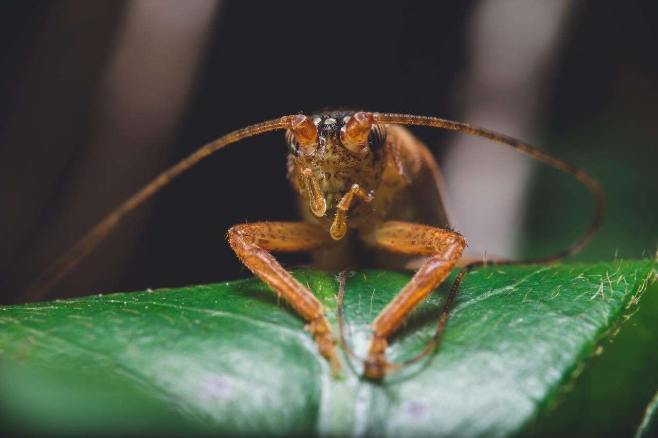 Imagem de Zvenella