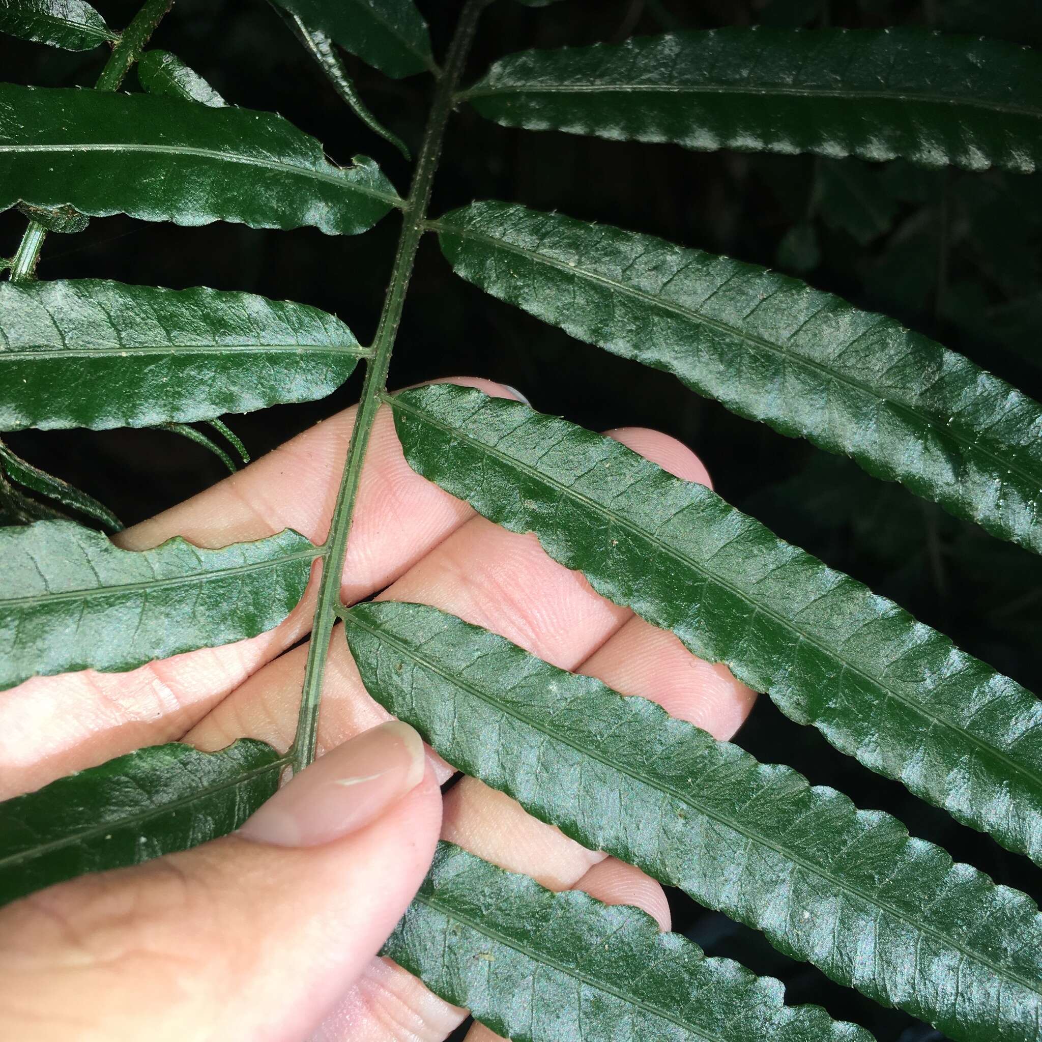 Image of Bolbitis angustipinna (Hayata) Itô