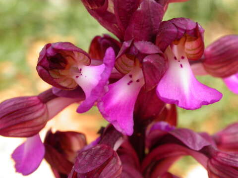 Image de Anacamptis cyrenaica (E. A. Durand & Barratte) H. Kretzschmar, Eccarius & H. Dietr.