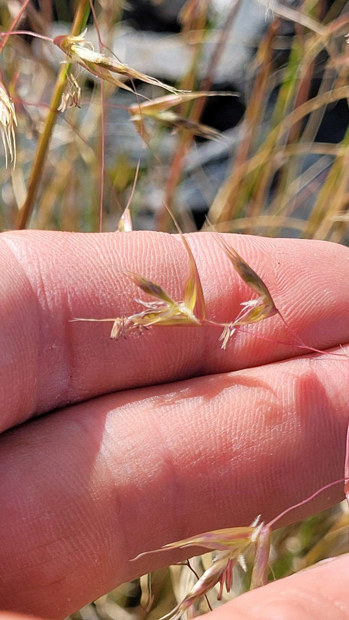 Image of Chionochloa vireta Connor