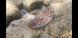 Image of Pharaoh Cuttlefish