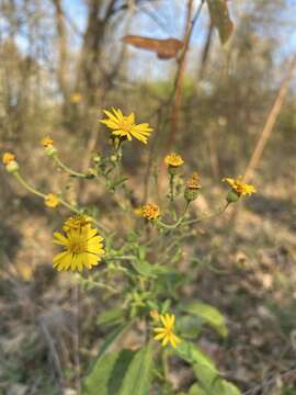 Image of Heterotheca subaxillaris subsp. latifolia (Buckley) Semple