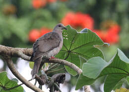 Image of Ring-tailed Pigeon