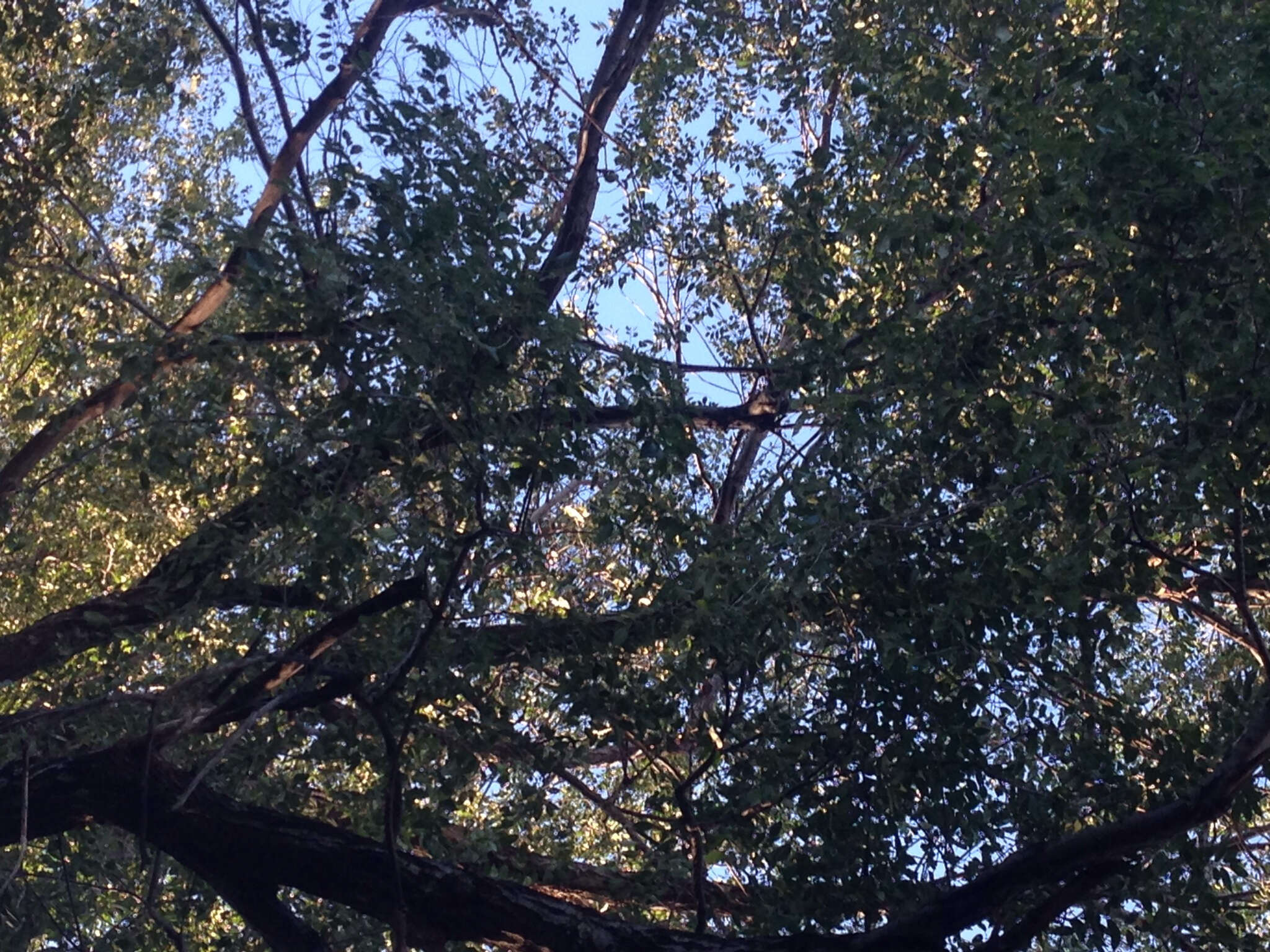 Image of Siberian Elm