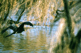 Image of Oriental Darter