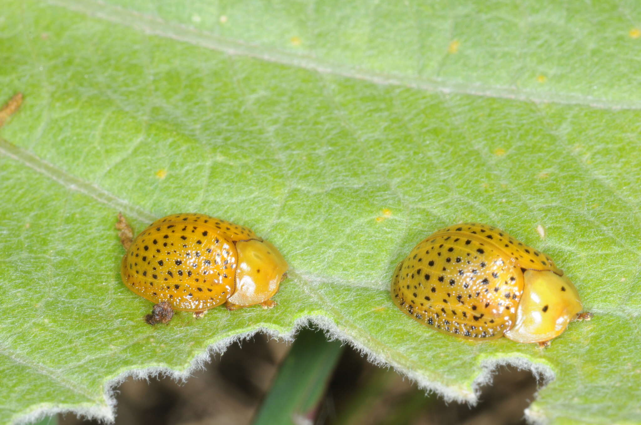 Image of Chelymorpha reimoseri Spaeth 1928