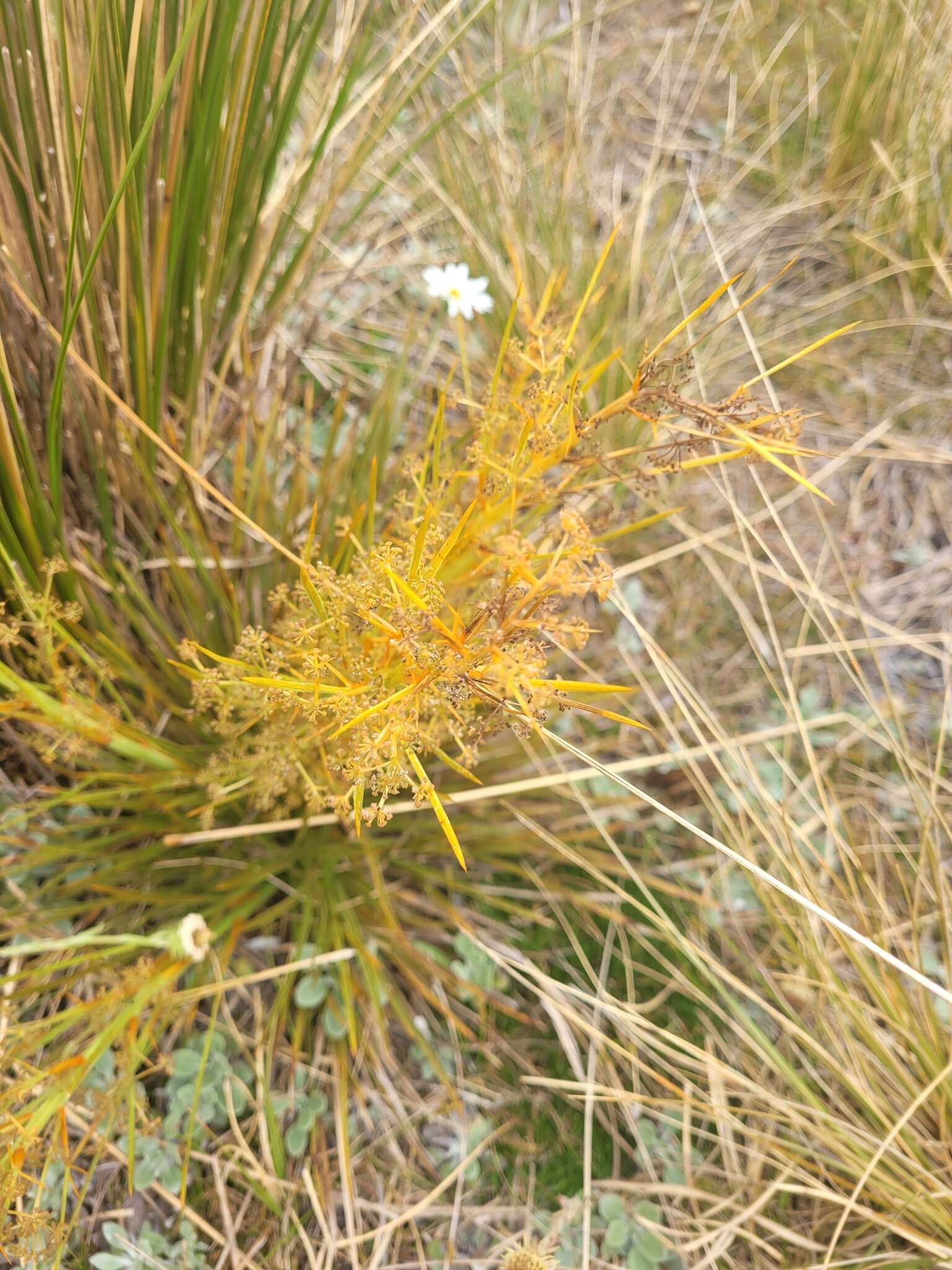 Image of Aciphylla crenulata Armst.