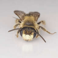 Image of Cresson's Andrena