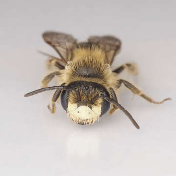 Image of Cresson's Andrena