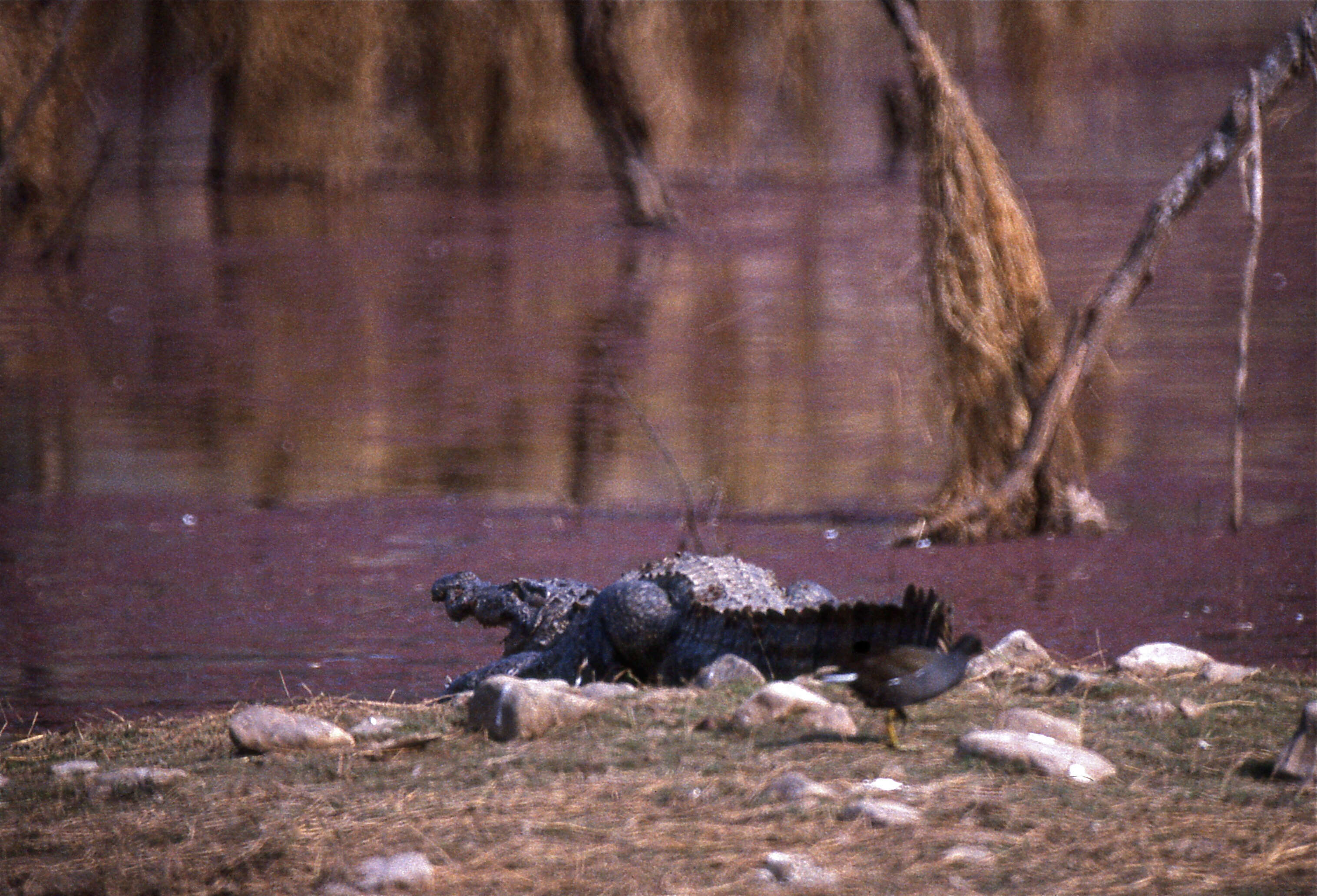 Image of Broad-snouted Crocodile