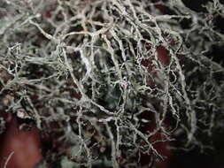 Image of Peruvian cartilage lichen