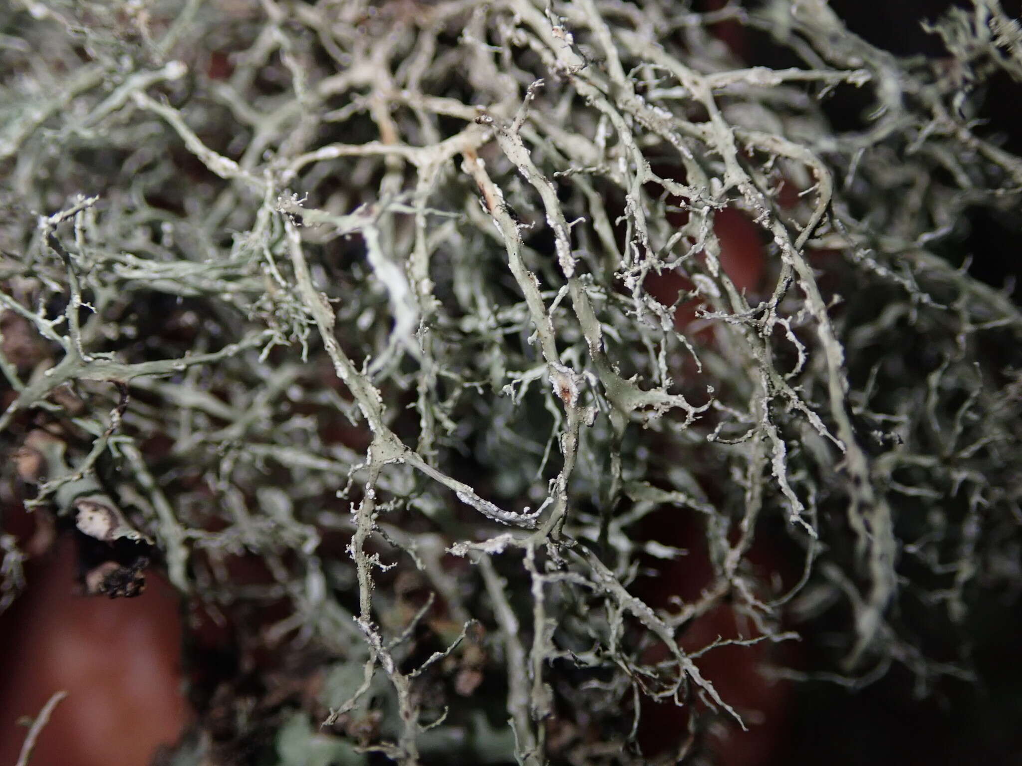 Image of Peruvian cartilage lichen