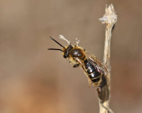 Image of Miserable Andrena