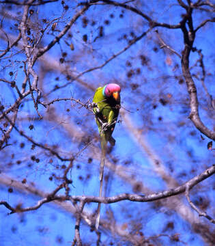 Image of Plum-headed Parakeet