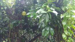 Imagem de Citrus grandis (L.) Osbeck