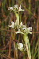 Disperis circumflexa subsp. aemula (Schltr.) J. C. Manning resmi