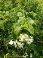 Image of Japanese climbing hydrangea