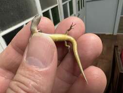 Image of Common Dwarf Skink